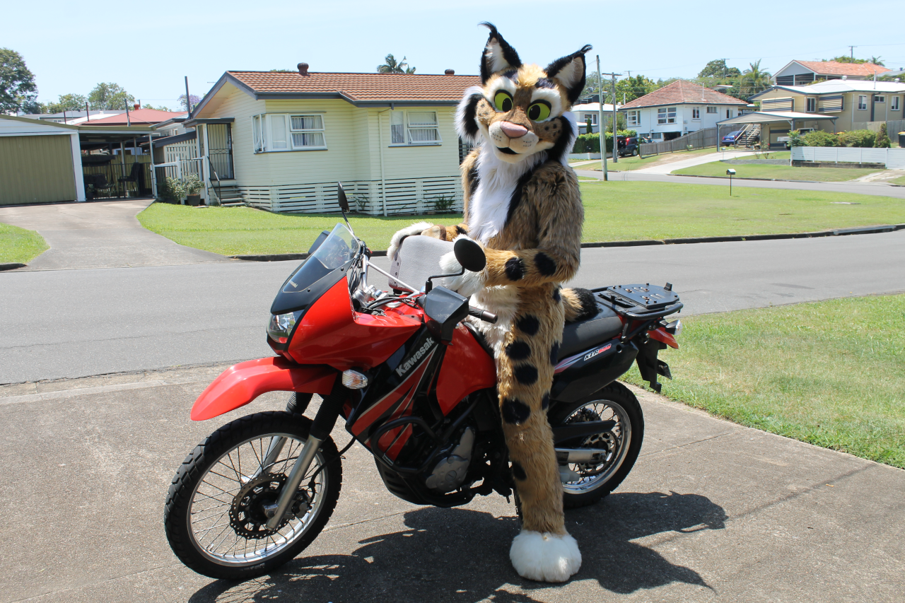 A lynx on a motorbike